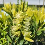 Callistemon Wilderness White - Detail