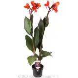 Canna Lily - Plant photo