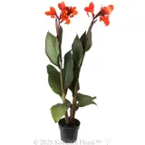 Canna Lily - Alternate photo