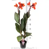 Canna Lily - Product photo