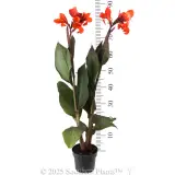 Canna Lily - Reference photo