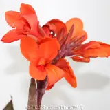 Canna Lily - Detail photo