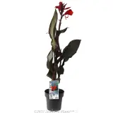 Canna Cannova Bronze Scarlet - Plant photo