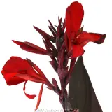 Canna Cannova Bronze Scarlet - Product photo