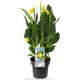Canna Cannova Yellow - Plant photo