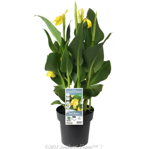 Canna Cannova Yellow