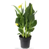 Canna Cannova Yellow - Alternate photo