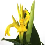 Canna Cannova Yellow - Product photo