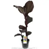 Canna Tropicanna® BLACK - Plant photo