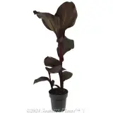 Canna Tropicanna® BLACK - Alternate photo