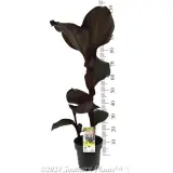 Canna Tropicanna® BLACK - Product photo