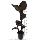 Canna Tropicanna® BLACK - Reference photo