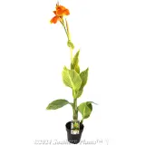 Canna Tropicanna® GOLD - Plant photo
