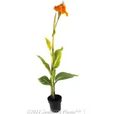 Canna Tropicanna® GOLD - Alternate photo