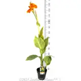 Canna Tropicanna® GOLD - Product photo