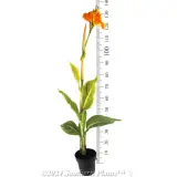 Canna Tropicanna® GOLD - Reference photo