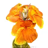 Canna Tropicanna® GOLD - Detail photo