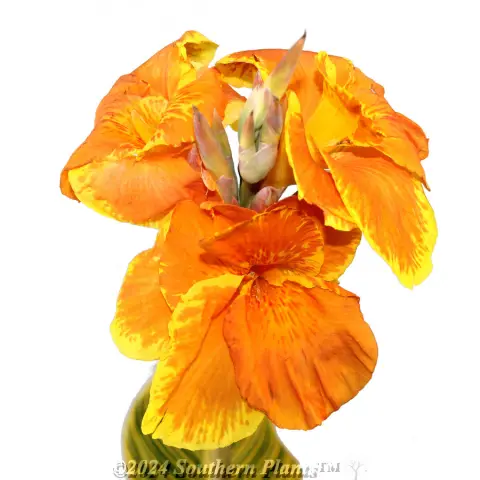 Canna Tropicanna® GOLD