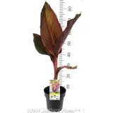 Canna Tropicanna® Phasion - Product photo