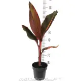 Canna Tropicanna® Phasion - Reference photo