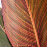 Canna Tropicanna® Phasion - Detail photo
