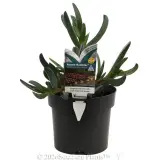 Carpobrotus Aussie Rambler - Plant photo