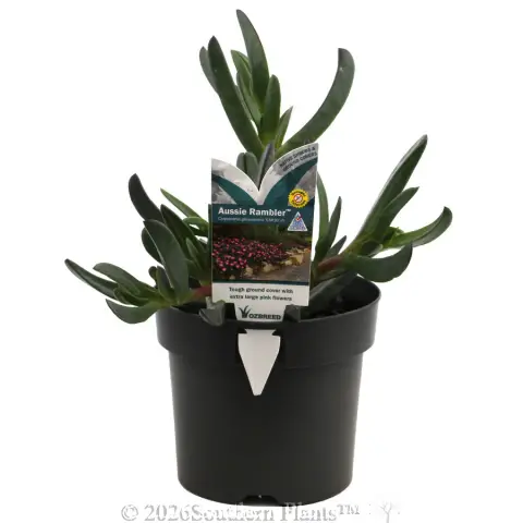 Carpobrotus Aussie Rambler