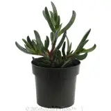 Carpobrotus Aussie Rambler - Alternate photo