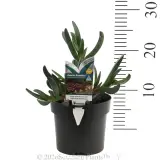 Carpobrotus Aussie Rambler - Product photo