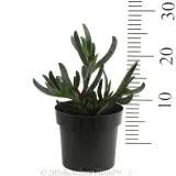Carpobrotus Aussie Rambler - Reference photo