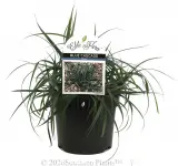 Carex Blue Cascade - Plant photo
