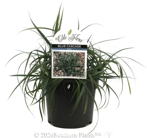 Carex Blue Cascade