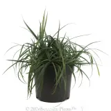 Carex Blue Cascade - Alternate photo