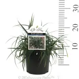 Carex Blue Cascade - Product photo