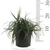 Carex Blue Cascade - Reference photo