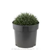 Carex Blue Wave - Alternate photo