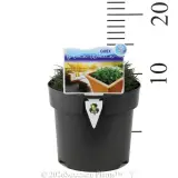 Carex Blue Wave - Product photo