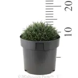 Carex Blue Wave - Reference photo