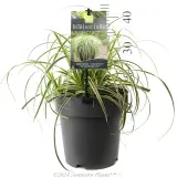 Carex Feather Falls - Product photo