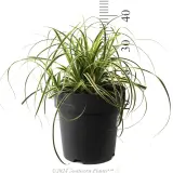 Carex Feather Falls - Reference photo