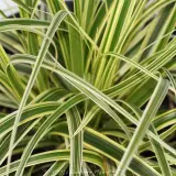 Carex Feather Falls - Detail photo
