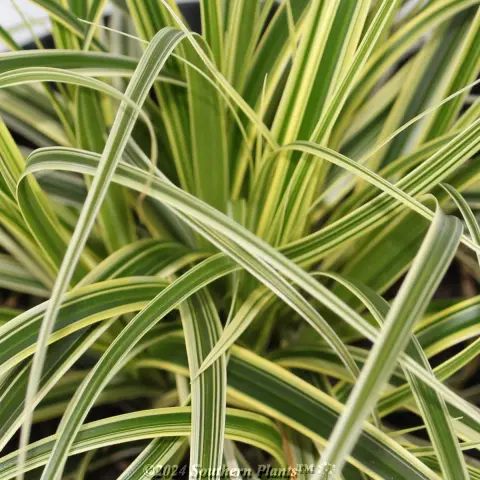 Carex Feather Falls