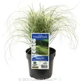 Carex Frosted Curls - Plant photo