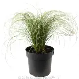 Carex Frosted Curls - Alternate photo