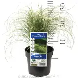 Carex Frosted Curls - Product photo