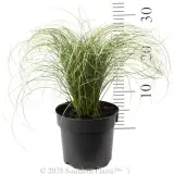 Carex Frosted Curls - Reference photo