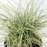 Carex Frosted Curls - Detail photo