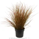 Orange Sedge - Alternate photo