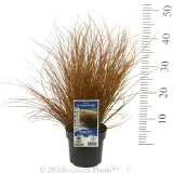 Orange Sedge - Product photo