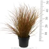 Orange Sedge - Reference photo